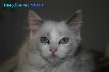 I*<Deepblueyes> SHEBA