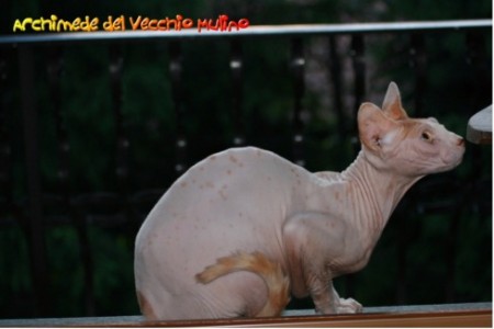 ARCHIMEDE del Vecchio Mulino