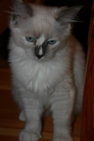 Shannon the Princesse